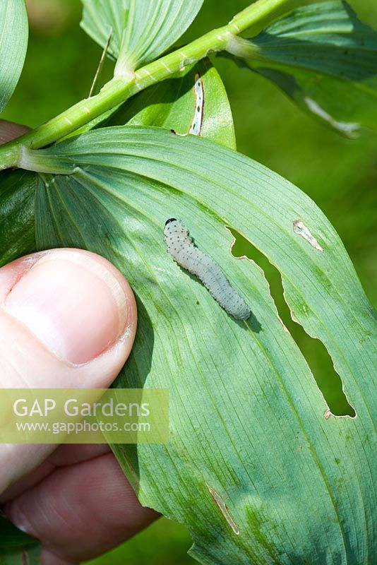 Phymatocera aterrima - Tenthrède du phoque de Salomon - Jardinier inspectant la larve sur le dessous des feuilles