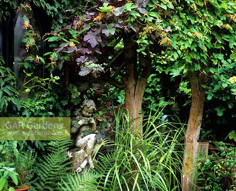 Houblon et vigne sur tonnelle de séparation avec statue