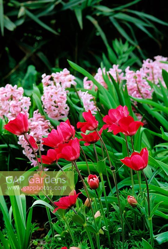 Anemone pavonina et Hyacinthus - Jacinthes