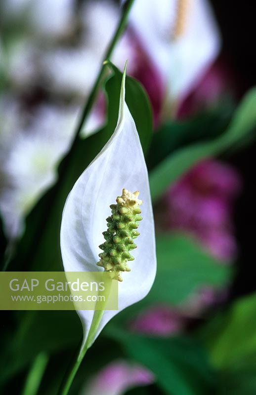 Spathiphyllum wallisii - Lys de paix