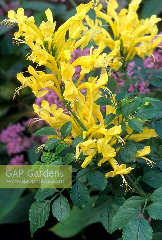 Tecoma capensis 'Lutea'