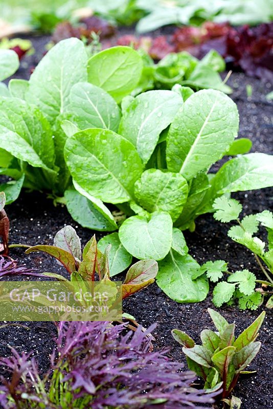 Semis de légumes au printemps - Oseille, Coriandre, moutarde Ruby Streaks, Ruby Chard en avril