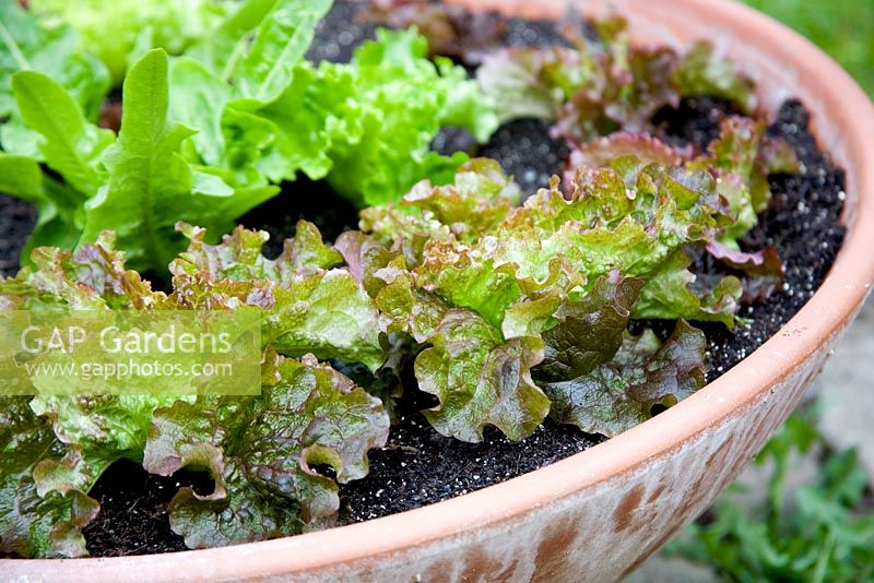 Feuilles de salade - Laitue Rouge Grenoble, Catalogna et Solstice plantée dans un pot en terre cuite