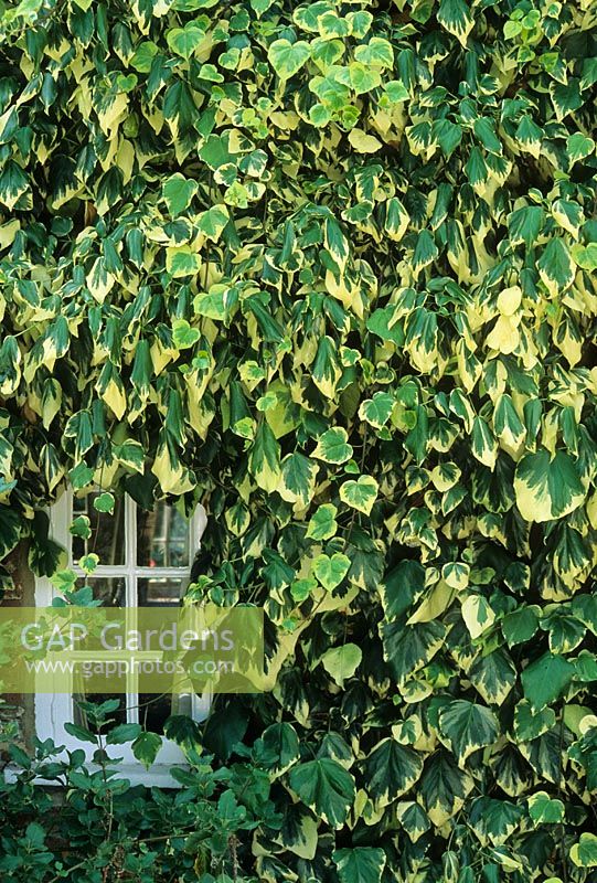 Hedera colchica 'Coeur de soufre'