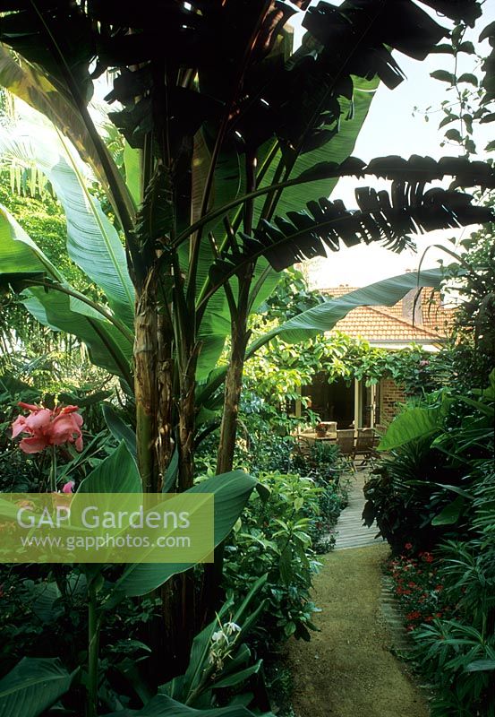 Coin salon sous verrière dans un jardin de style tropical avec Musa - Australie