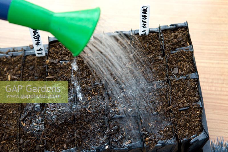 Planter des graines dans des capsules 'Rootrainers', arroser le compost dans un bac, 5 étapes