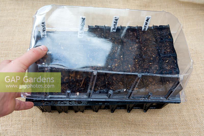 Plantation de graines dans des capsules 'Rootrainers', couvrant les graines avec un couvercle en plastique pour contenir l'humidité, 5 étapes