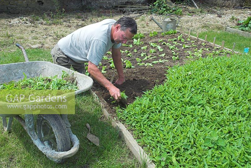Homme désherbant une bordure de légumes surélevée et plantant des laitues 'Webbs Wonderful' - France