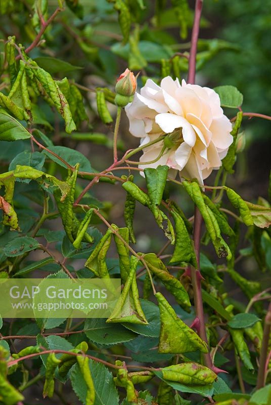 Rosa 'Buff Beauty' affectée par la tenthrède enroulée des feuilles en mai.