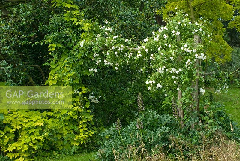 Rosa 'Sander's White Rambler' poussant sur une pergola rustique avec Humulus lupulus 'Aureus' - Houblon en juin.