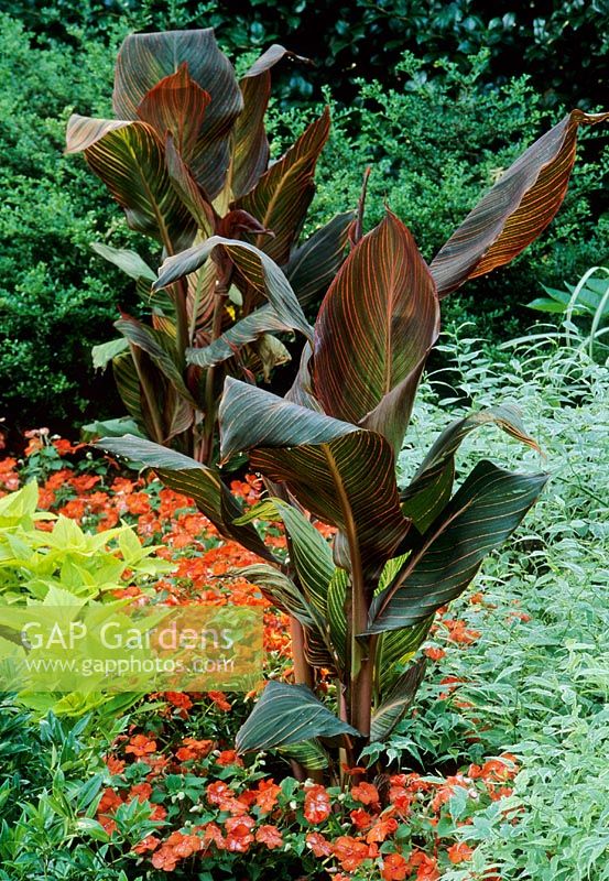 Canna 'Durban syn' Phasion 'et Impatiens