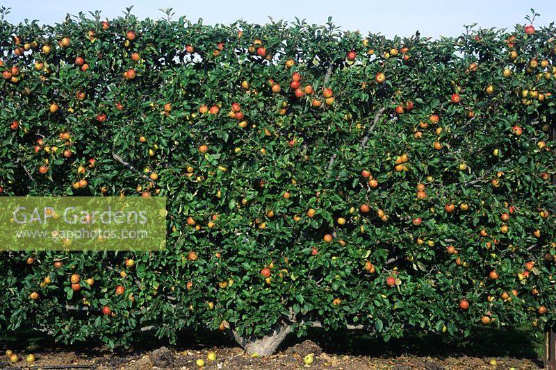 Pomme formée par un fan Malus 'Cox's Orange Pippin' - RHS Wisley Surrey