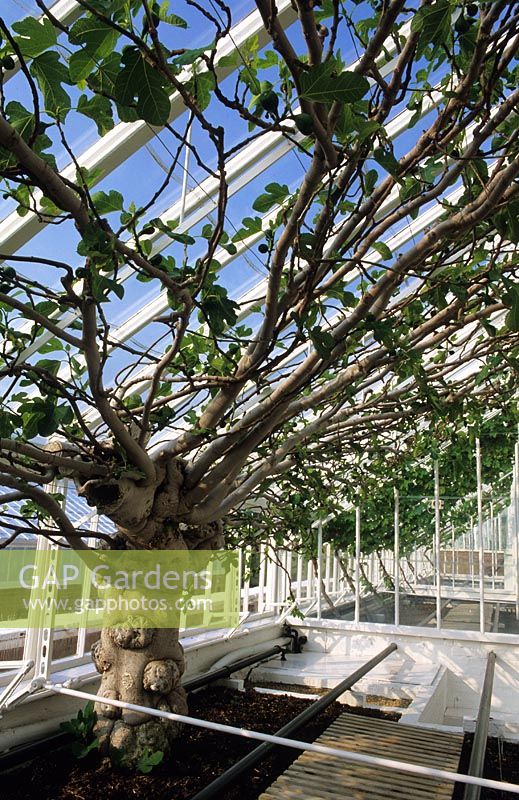 Ficus 'Dinde brune' figue dressée à l'intérieur d'une serre - West Dean, Sussex