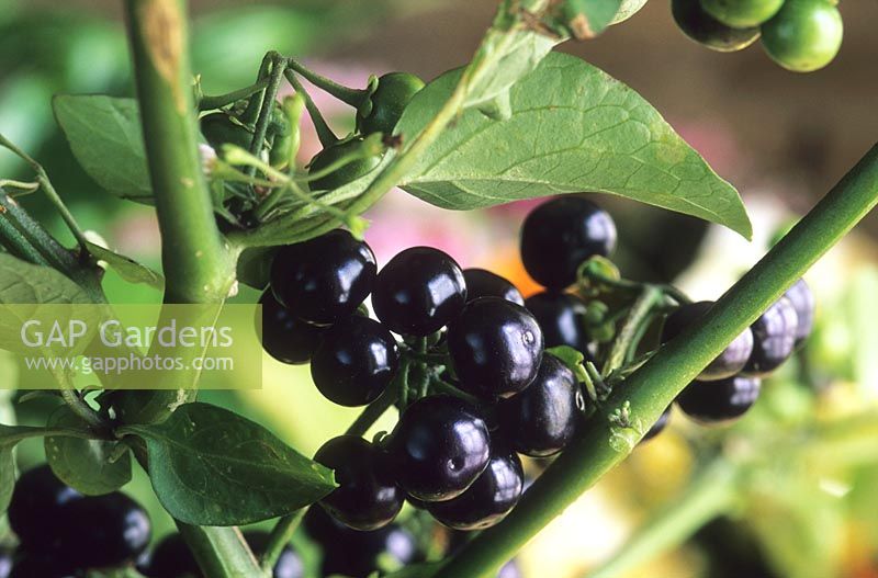 Solanum melanocerasum - Huckleberry