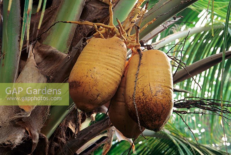 Cocos nucifera - fruits de palmiers tropicaux