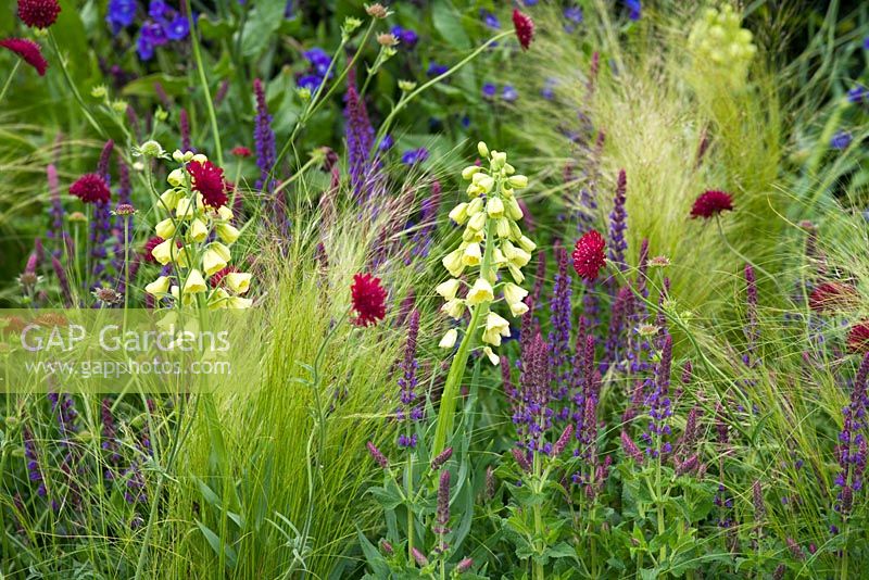 Stipa tennuissima, Knautia macedonica, Persica et Fritillaria - 'The Chetwoods Garden', Chelsea 2007