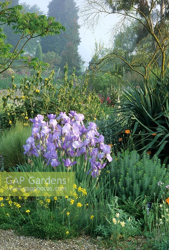 Parterre d'été avec jardin résistant à la sécheresse, Purple Iris, Euphorbia, Rhus typhina, Phlomis fruticosa, Yucca en gravier à Beth Chatto, Elmstead Market, Essex