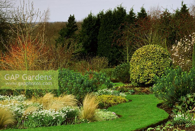 Parterre d'hiver avec Galanthus alpinus 'Atkinsii', Euphorbia et Cornus 'Midwinter Fire' à Glen Chantry, Essex