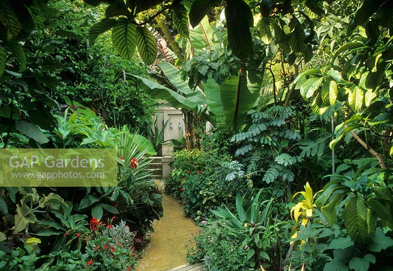 Jardin de la ville de style tropical luxuriant, chemin et parterres de fleurs avec Loquat, Musa - Banane, Cordyline, Melianthus major et Vrisea