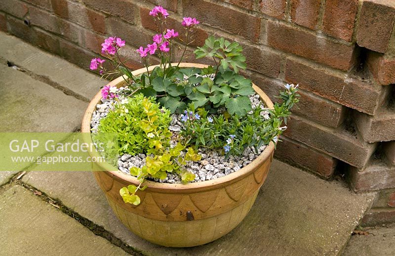 Pot de patio nouvellement planté avec Arabis blepharophylla 'Spring Charm', Lithodora diffusum 'Heavenly Blue', Lysimachia nummularia 'Aurea', Aqualegia vulgaris 'Woodside' et Saxifraga 'Mossy'