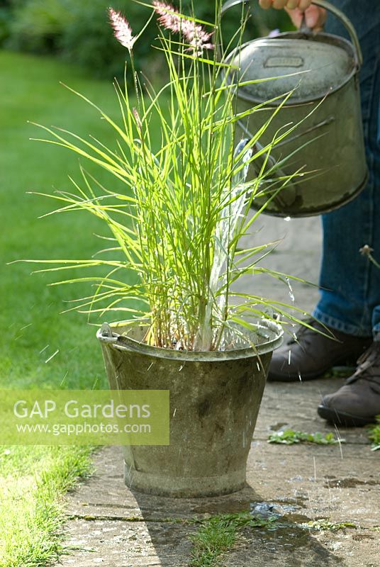 Planter une séquence d'herbe, arroser la plante dans un seau avant de planter
