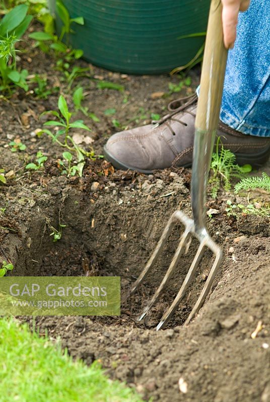 Planter une séquence d'herbe. Mélanger le compost de jardin dans le trou de plantation à l'aide d'une fourchette.