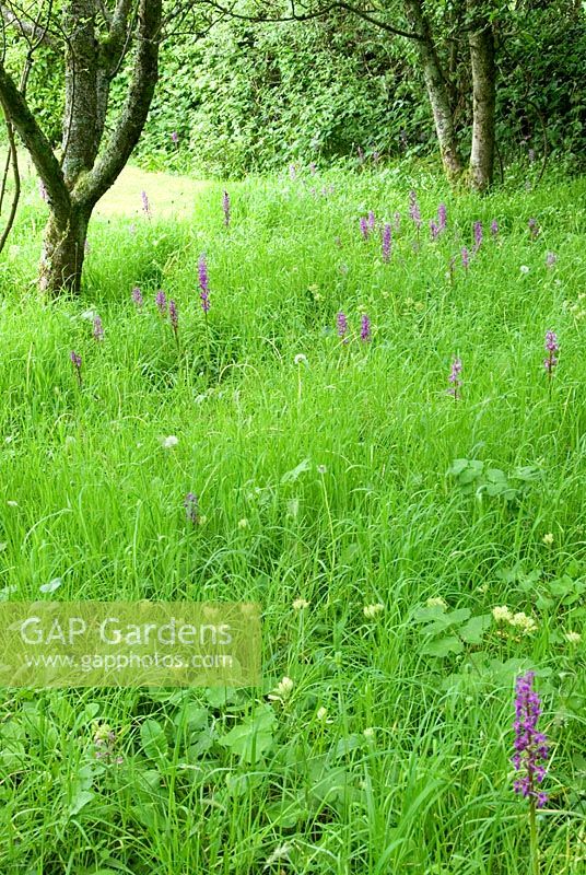 Prairie dans l'herbe du verger parsemée d'orchidées à Hidden Valley Nursery, Old South Heale, High Bickington, North Devon, UK