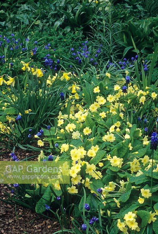 Parterre de printemps avec Primula vulgaris et Muscari armeniacum - Beth Chatto Woodland Garden à Elmstead Market Essex UK