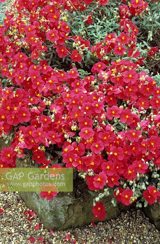 Hélianthemum 'Beechpark Red' en auge