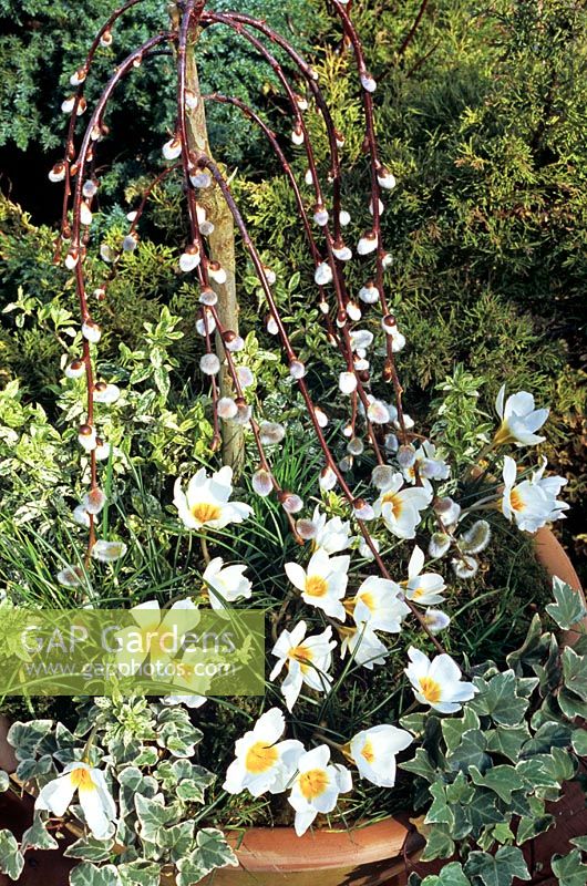 Saule pleureur à tige courte - Salix caprea 'Pendula' pleure dans un tapis de Crocus 'Snowbunting' avec Euonymus 'Harlequin' à l'arrière et de petits lierre panaché à feuilles ramollissant le bord du pot.