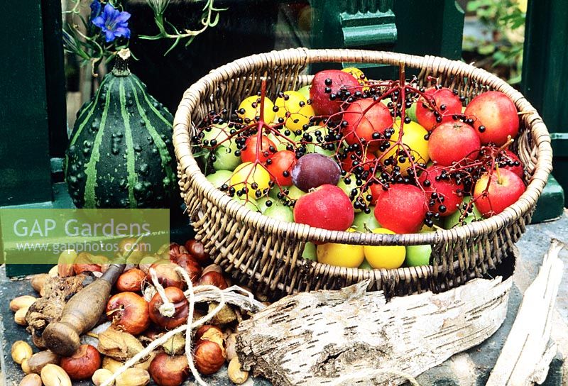 Récolte d'automne de tomates jaunes et rouges, de baies de sureau et de pommes sauvages dans un panier en osier gris avec des conkers prêts à enfiler et à se battre.