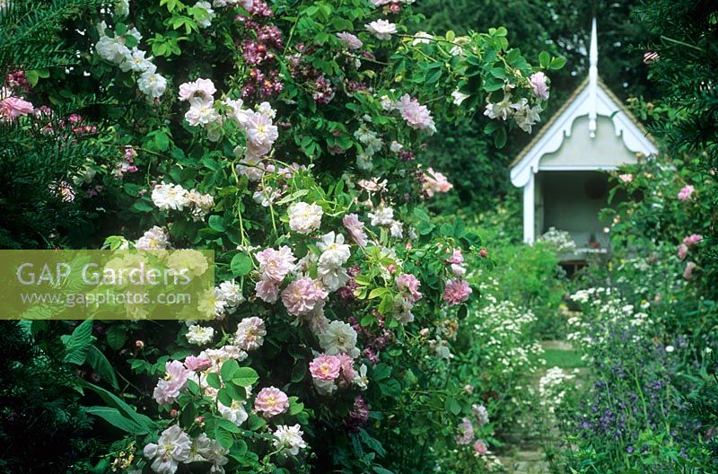 Maison d'été à la fin du chemin de briques obsédé par d'abondantes roses - Park Farm, Chelmsford, Essex