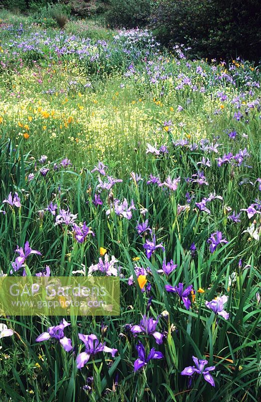 Plantation dans les prairies d'Iris douglasiana, Limnanthes douglasii et Eschscholzia californica - Strybing Arboretum, San Francisco
