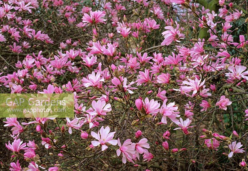 Magnolia x loebneri 'Leonard Messel ' AGM