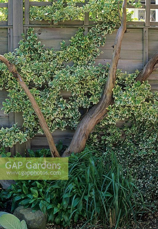 Euonymus fortunei 'Emerald Gaiety' grimpant sur du bois flotté et une clôture