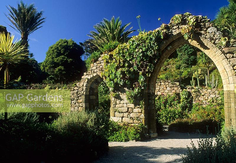 Jardin subtropical. Ruines de l'abbaye avec arc au-dessus du chemin avec Agapanthe et Echeveria poussant dessus - Abbey Gardens, Tresco, Scilly Isles