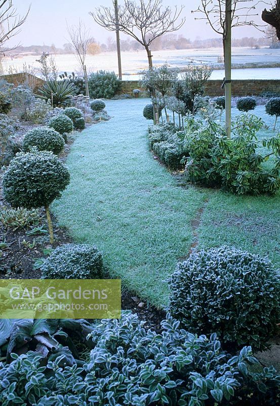Jardin couvert de givre en décembre avec des sphères de Buxus sempervirens tapissant chemin d'herbe - Sudbury, Suffolk