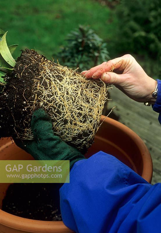 Planter un pot en terre cuite avec des plantes vivaces - Taquiner les racines de la plante liée au pot pour encourager la plante à prendre racine plus rapidement