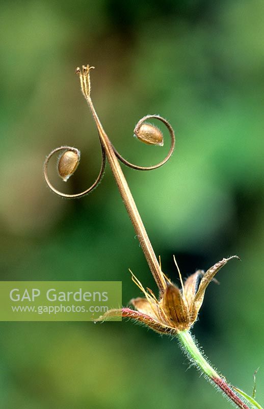 Geranium nodosum - tête de semence