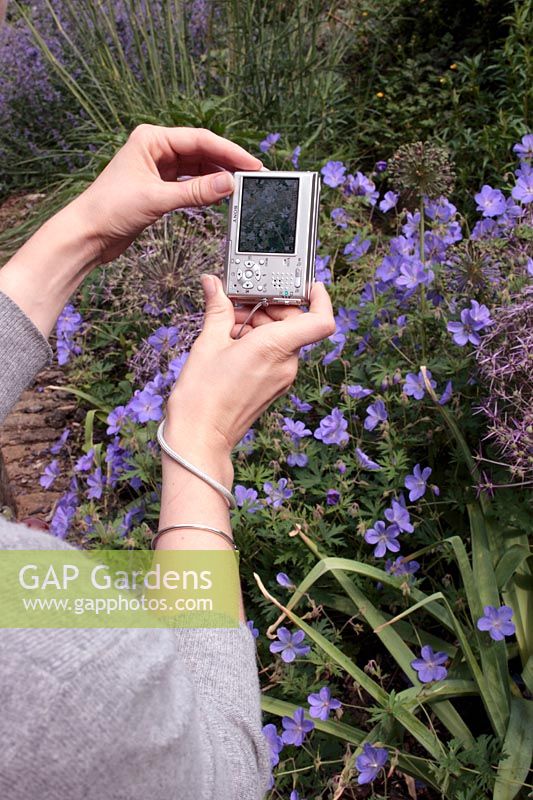 Femme photographiant des géraniums et alliums violets à l'aide d'un appareil photo numérique compact