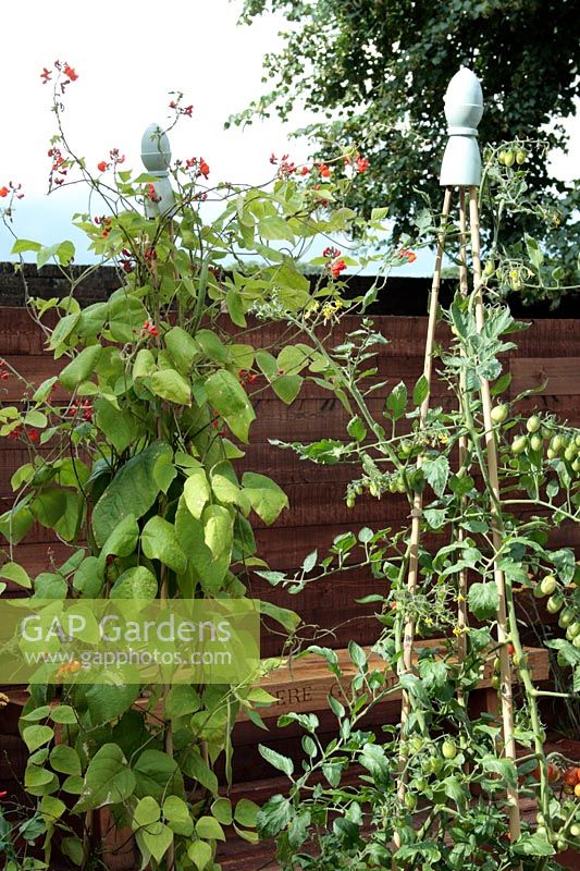 Légumes poussant des supports de bambou perruque surmontés de glands en bois. Haricots 'Enorma' et tomates 'Santa '. Banc et clôture en bois -' Le jardin de régénération de Sadolin ', Hampton Court 2007