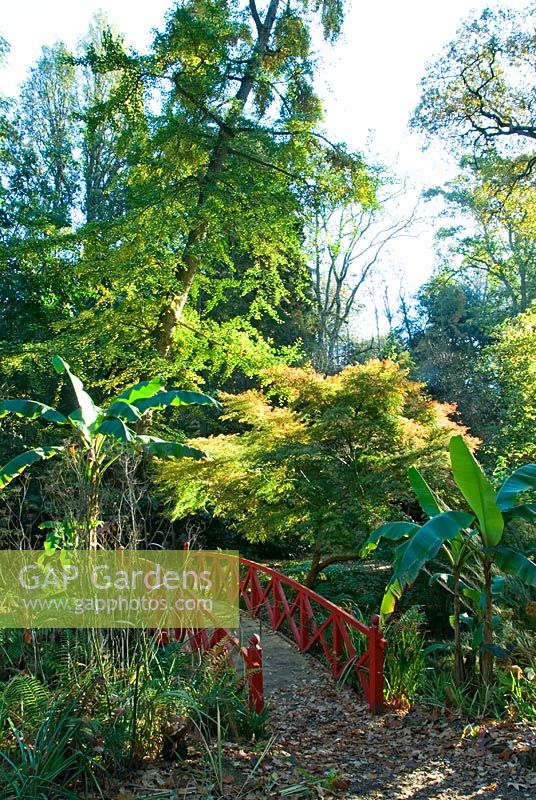 Pont traversant le ruisseau qui descend à travers le jardin est encadré par le feuillage luxuriant de Musa basjoo, fougères, Acer et Ginkgo biloba