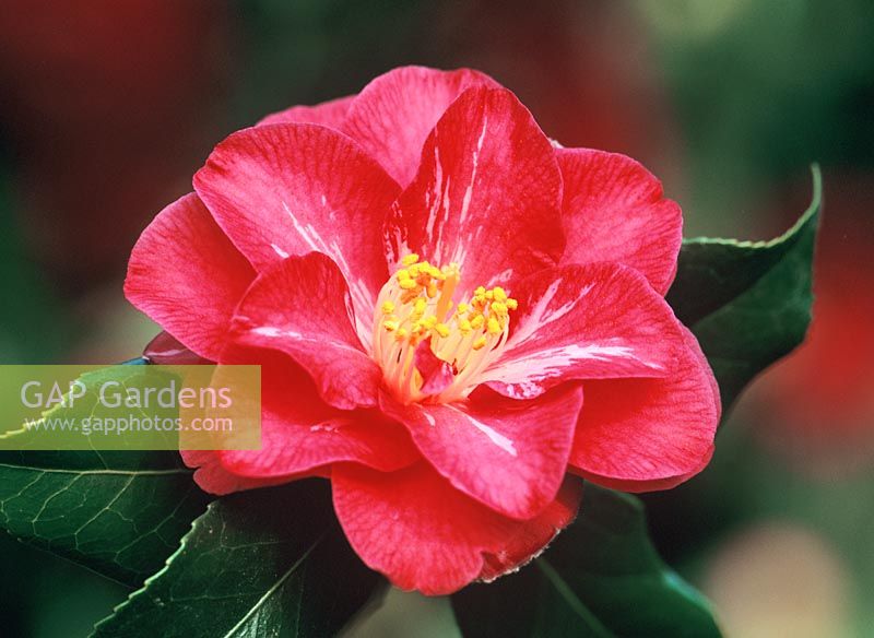 Camellia japonica 'Lady Vansittart Red'