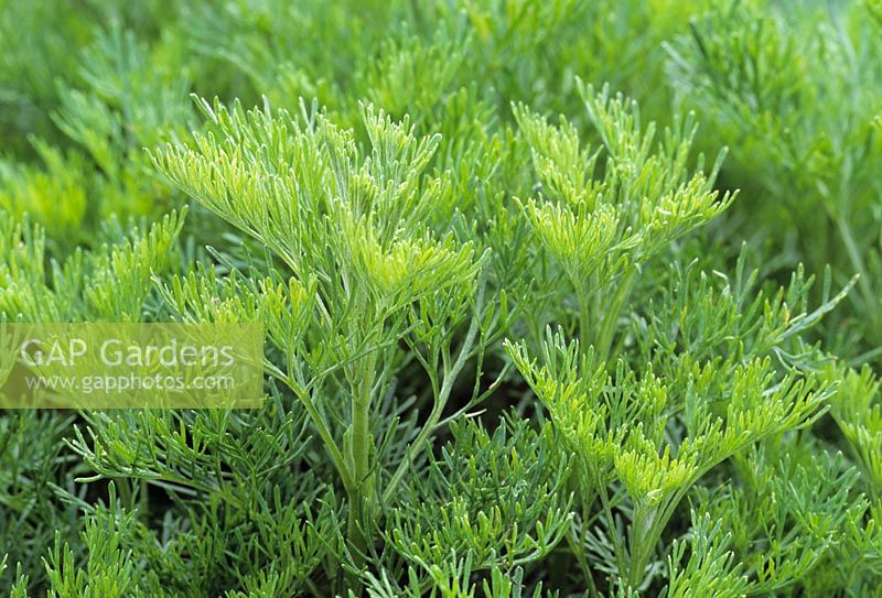 Artemisia arborescens - Arbre Artemisia