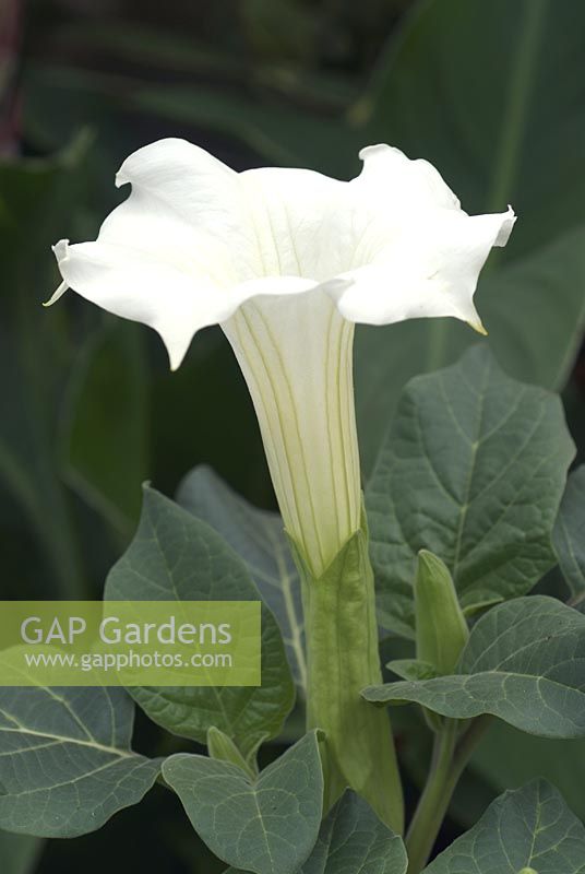 Datura White