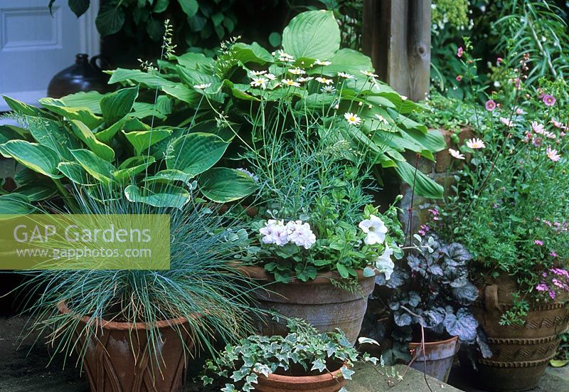 Arrangement en pot de Festuca glauca, Hosta, Hedera, Argyranthemum, Heuchera et Petunia - Chelmsford Essex