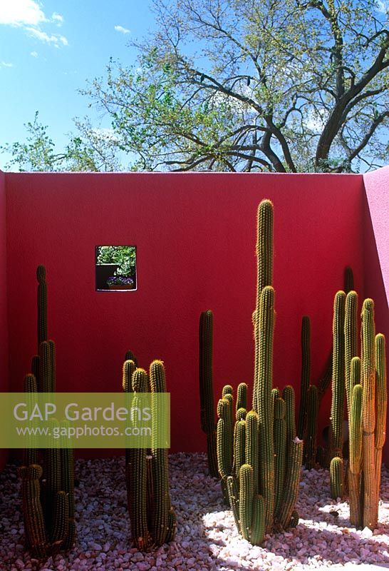 Salon de jardin contemporain avec mur de béton rouge avec fenêtre et cactus - El Paso, USA