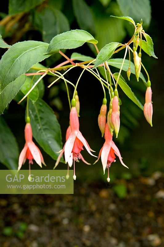 'Paillettes' fuchsia