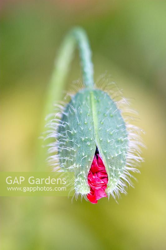 Papaver commutatum - Bourgeon d'ouverture de Ladybird Poppy