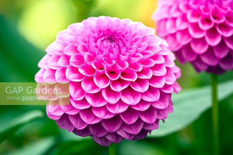 Dahlia 'Jayne Stonestreet'